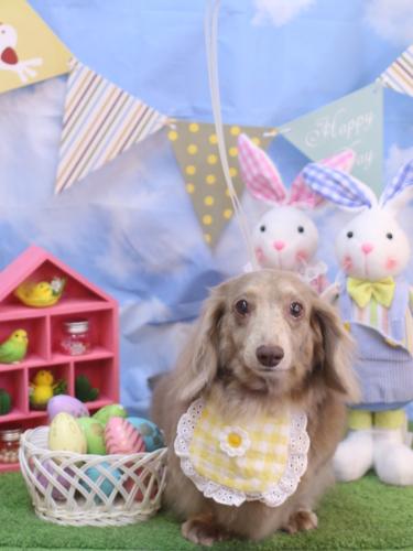 20240307ぺこちゃん